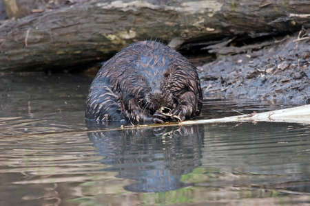 Eurasian beaver (Castor fiber)の写真素材