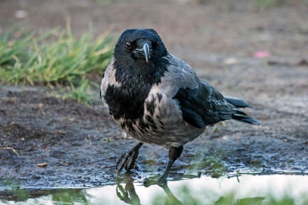 Close-up of crow. Hooded Crow (Corvus cornix).の写真素材