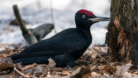 Black Woodpecker sitting on the snow (Dryocopus martius, male)の写真素材
