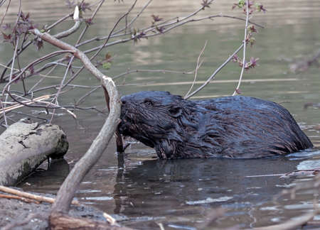 Eurasian beaver (Castor fiber)の写真素材