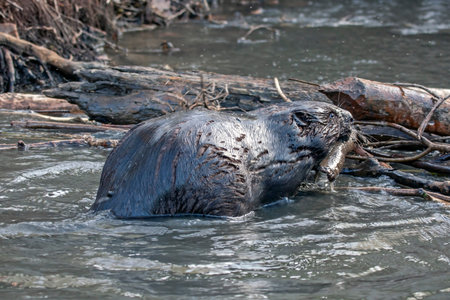 Beaver builds a dam. Eurasian beaver (Castor fiber).