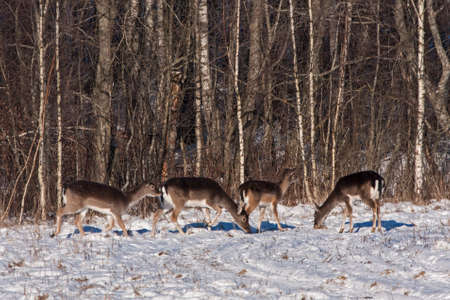 Flock of Fallow deer (Dama dama)の写真素材
