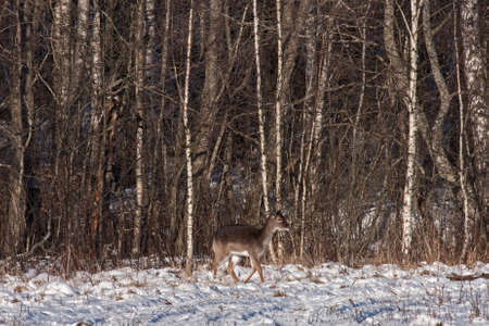 Fallow deer (Dama dama), femaleの写真素材