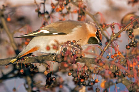 Bohemian Waxwing (Bombycilla garrulus)の写真素材