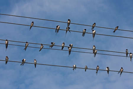 Many swallows sitting on the wires. Barn swallow (Hirundo rustica).の写真素材