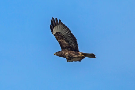 Flying  Common buzzard (Buteo buteo)の写真素材