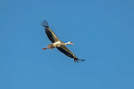 Fflying white stork (Ciconia ciconia)の写真素材