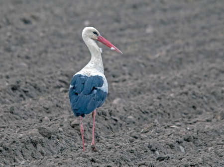 White stork (Ciconia ciconia) on the spring fieldの写真素材