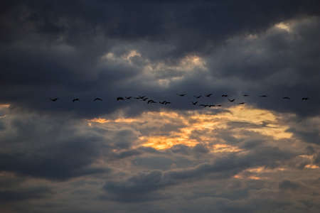 A flock of cranes flies through the cloudy sky. Abstract composition of clouds on the sky. Common crane or Eurasian crane (Grus grus).の写真素材