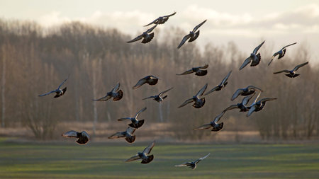 Flock of pigeons flying on the sky. Rock dove or common pigeon (Columba livia).の写真素材