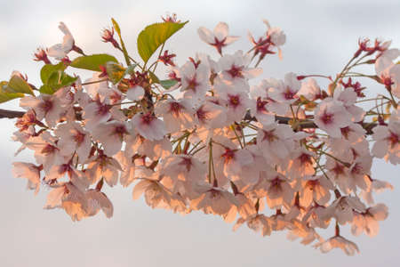 Close-up of spring blooming sakura. A branch of blooming Cherry blossom in the beautiful sunset light.の写真素材