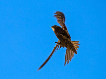 Black swift flying on the blue sky. Common Swift (Apus apus).