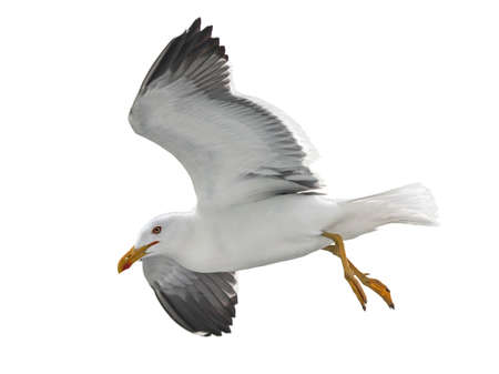 Isolated flying seagull. Lesser Black-backed Gull (Larus fuscus).の写真素材