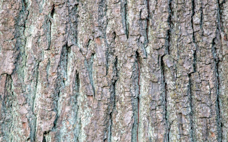 Bark irregularities on the trunk of an old oak tree. Abstract natural texture on the theme of wood.