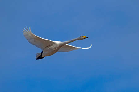 A beautiful white swan flying on the sky. Whooper swan or common swan (Cygnus cygnus).の写真素材