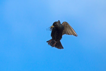 The starling flies up to its nest. Common or European starling (Sturnus vulgaris).の写真素材