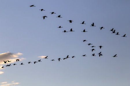 A large flock of cranes flies across the sky during sunset. Common crane or Eurasian crane (Grus grus), Eastern Lithuania.の写真素材