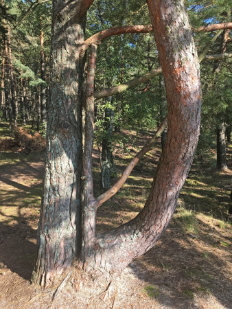 Sunny day in the seaside pine forest. Beautiful landscape of National Park "Curonian Spit", between the Curonian Lagoon and the sea, Lithuania.の写真素材