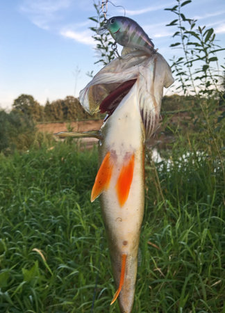 European perch (Perca fluviatilis) caught in the river on the crankbait wobbler. Trophy of the...