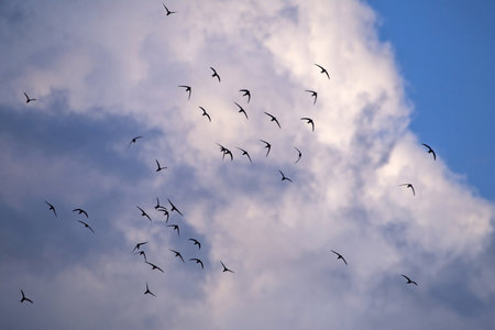 Beautiful synchronized flight of the flock of black swifts. Common Swift (Apus apus) hunt insects collectively.の写真素材