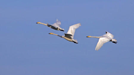Three white swans flying on  the sky. Whooper swan or common swan (Cygnus cygnus).の写真素材