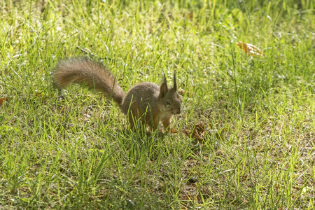 The squirrel sitting on the ground. Eurasian red squirrel (Sciurus vulgaris).の写真素材