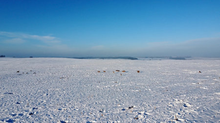 Winter landscape with roe deers on the snowy field at sunny winter day. Flock of European roe deer (Capreolus capreolus).の写真素材