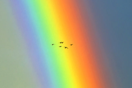 Flock of ducks flying against the bright rainbow. Mallard, or Wild duck (Anas platyrhynchos). The middle of the summer, Eastern Lithuania, Northern Europe.の写真素材