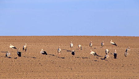 A large flock of storks in the ploughed field. White stork (Ciconia ciconia).