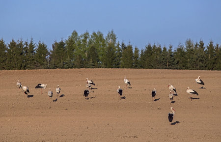 A large flock of storks in the ploughed field. White stork (Ciconia ciconia).の写真素材