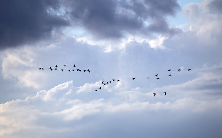 A flock of swans flies through the cloudy sky. Whooper swan (Cygnus cygnus).の写真素材