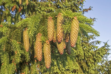 A cluster of cones on a fir tree. Live fir cones in resin at the beginning of the summer season....