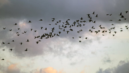 A flock of geese flies through the cloudy sky. Mixed flock of Greater white-fronted goose (Anser albifrons) and Taiga bean goose (Anser fabalis) on spring migration in Lithuania.の写真素材