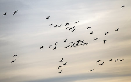 A large flock of geese flies across the sky against a backdrop of colorful dawn clouds. Greater white-fronted goose (Anser albifrons) on autumn migration in Lithuania.の写真素材