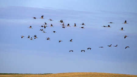 A flock of cranes flies across the cloudy sky. Common crane or Eurasian crane (Grus grus).の写真素材