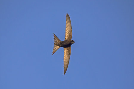 Black swift flying on the blue sky. Common Swift (Apus apus).の写真素材