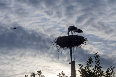 Observation of a stork nest from a flying drone. White Stork (Ciconia ciconia).の写真素材