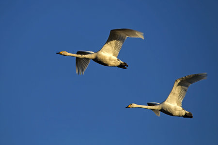 The couple of wild swans flying on the blue sky. Whooper swan or common swan (Cygnus cygnus).
