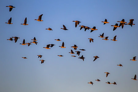A flock of geese flying on the spring sky. Greater white-fronted goose (Anser albifrons) and Taiga bean goose (Anser fabalis).の写真素材