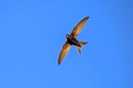 Black swift flying on the blue sky. Common Swift (Apus apus) is the fastest insectivorous bird.