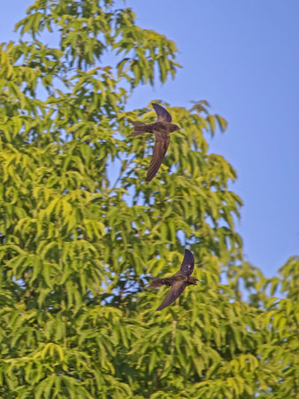 A group of swifts flying against a background of trees. Common Swift (Apus apus) is the fastest...