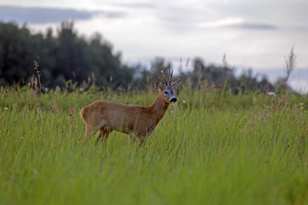 A beautiful roe deer in the green meadow. Male European roe deer (Capreolus capreolus) emerges from the forest into a field on a summer evening.の写真素材