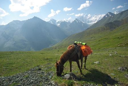 Horse among green grass in nature. Brown horse. Grazing horses in the village.の写真素材