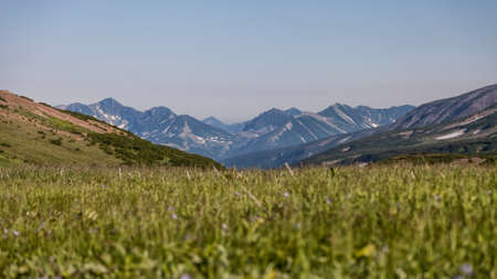 Flora of Kamchatka. Forests and fields. Nature of Kamchatka. Landscapes and magnificent views of the Kamchatka Peninsula.の写真素材