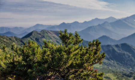Flora of Kamchatka. Forests and fields. Nature of Kamchatka. Landscapes and magnificent views of the Kamchatka Peninsula.の写真素材