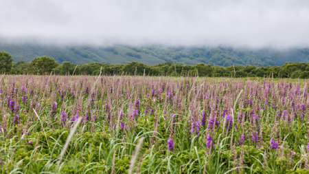 Flora of Kamchatka. Forests and fields. Nature of Kamchatka. Landscapes and magnificent views of the Kamchatka Peninsula.の写真素材