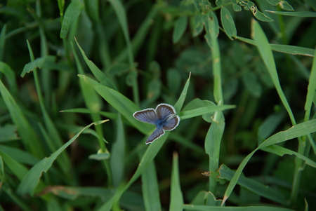Beautiful mountain flowers. Flora of mountain ranges.の写真素材