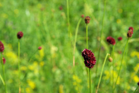 Beautiful mountain flowers. Flora of mountain ranges.の写真素材