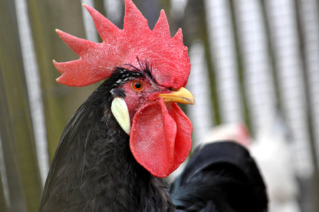 Hens in the yard of a hen house. Cultivation of poultry.