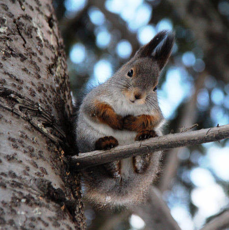 Common forest squirrel in the forest park.